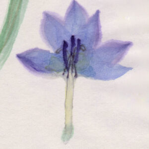 Inside petal, morning glory, watercolour on Japanese paper